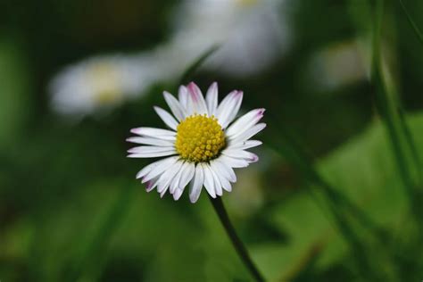 小雛菊寓意|雛菊花語是什麼？各顏色雛菊花語：天真、純潔、和平 